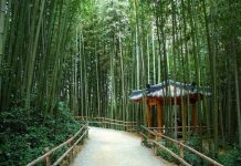 Rừng trúc Juknokwon – điểm check in không thể bỏ qua khi du lịch Hàn Quốc Rừng trúc Juknokwon - điểm check in không thể bỏ qua khi du lịch Hàn Quốc