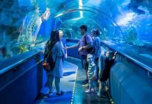 Hành trình khám phá thế giới đại dương tại thủy cung Aquaria KLCC Malaysia Hành trình khám phá thế giới đại dương tại thủy cung Aquaria KLCC Malaysia