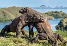 Du lịch đảo Komodo Indonesia, lưu ngay kinh nghiệm chi tiết từ A – Z Du lịch đảo Komodo Indonesia, lưu ngay kinh nghiệm chi tiết từ A - Z